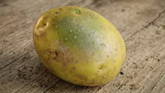 Kann man Kartoffeln mit grünen Flecken essen? Wir klären das ein für alle Mal.