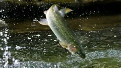 Forelle – ein Test für die Sauberkeit des Flusses und die Ehrlichkeit der Küche