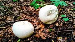 Weisse «Kügelchen» nach dem Regen: Kann man sie essen? Ein Schnitt liefert die Antwort