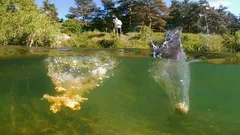 Grundfutter richtig mischen: 5-Minuten-Check, damit am Wasser endlich wieder Bisse kommen