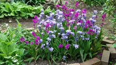 Babiana: eine exotische Blume, die edel wirkt und keine aufwendige Pflege braucht