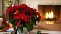 Weihnachtsstern pflegen: so bleibt er gesund und färbt sich nächstes Jahr wieder rot