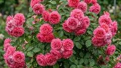 Meinen Sie, Rosen seien kompliziert? Diese deutsche Schönheit blüht sogar bei Anfängern