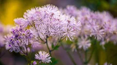 Was man im März für Setzlinge aussät: Blumen, die früher blühen
