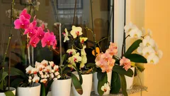So bringen Sie Ihre Phalaenopsis zu Hause zum erneuten Blühen