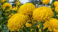 Grossblütige Pflanzen für den Garten: 10 Stars für maximalen Wow-Effekt