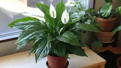Warum Spathiphyllum nicht blüht und wie man es in einer Wohnung zum Blühen bringt