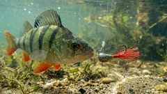 Warum erfahrene Angler einen roten Faden an den Haken binden: Dahinter steckt raffinierte Physik