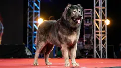 Tibetische Mastiffs und andere Rekordhalter: Wie viel kosten die „teuersten“ Hunde tatsächlich?