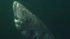 Der Hai, der älter ist als die Vereinigten Staaten: Wie ist das möglich?