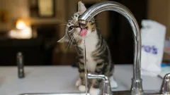Katze trinkt lieber am Wasserhahn? So machst du den Wassernapf wieder attraktiv