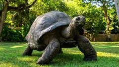 Eine Schildkröte, die älter ist als Napoleon: Ein Rekord, der durch Dokumente belegt ist