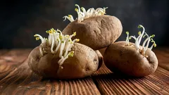 Kartoffelkeimextrakt als Biostimulans für Setzlinge: Funktioniert diese Methode?