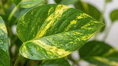 Wie man Pothos richtig gießt und gelbe Blätter vermeidet