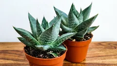 Haworthia vermehren: Kindel richtig abtrennen und einpflanzen – Schritt für Schritt