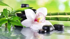 Orchideen im Feng Shui: Bedeutung, Farben und der beste Platz im Haus